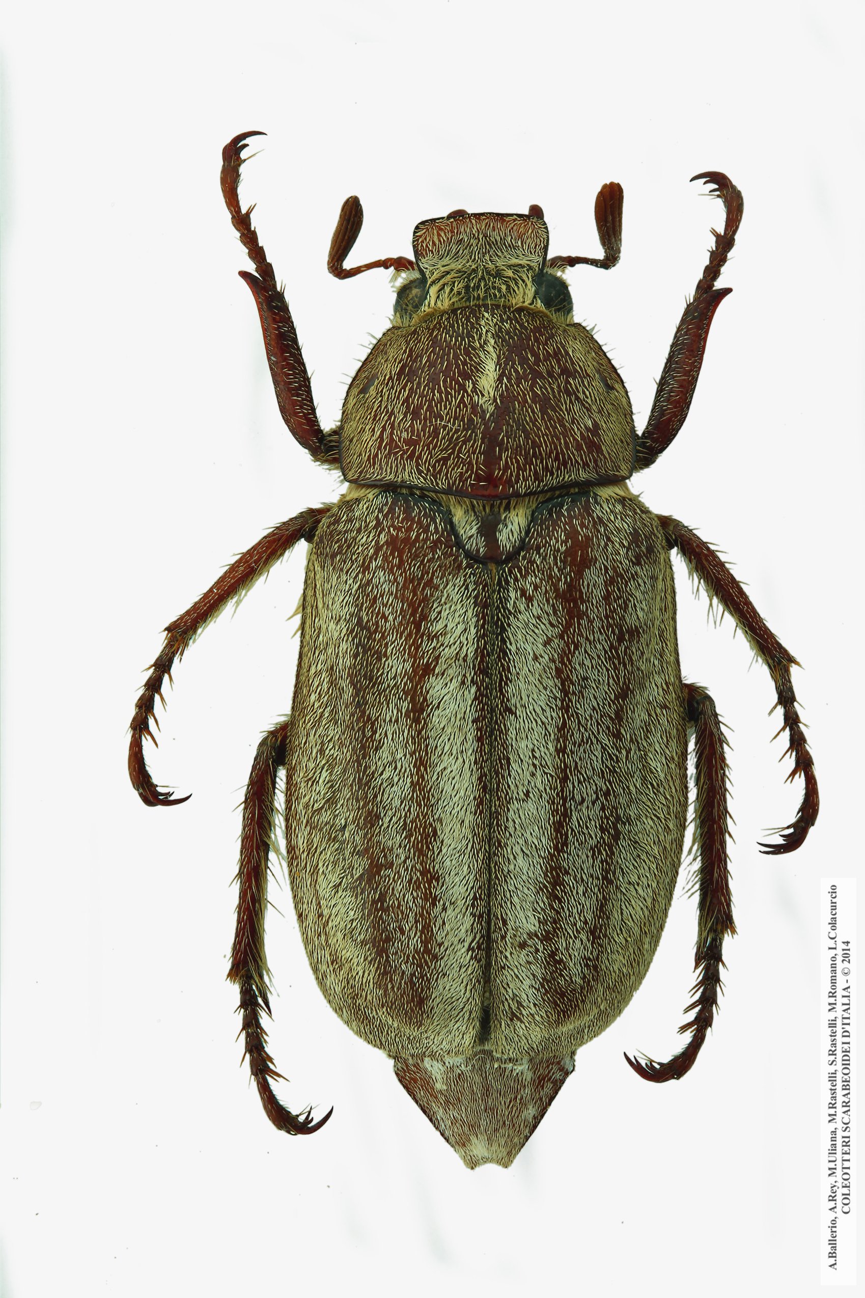 Anoxia matutinalis moltonii, maschio